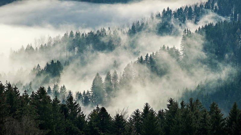 Secret Forest